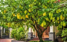Lời khuyên đến tất cả các gia đình đang trồng cây khế