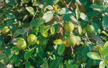 Lời khuyên đến tất cả các gia đình đang trồng cây chanh trong chậu