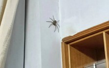Thấy nhện giăng tơ trong nhà nên làm gì đầu tiên?