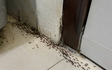 Kiến kéo cả đàn vào nhà nên làm gì đầu tiên?