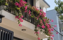 Lời khuyên đến tất cả các gia đình đang trồng cây hoa giấy