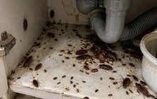 Thấy ổ gián trong nhà nên làm gì đầu tiên?