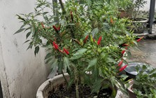 Lời khuyên đến tất cả các gia đình đang trồng cây ớt