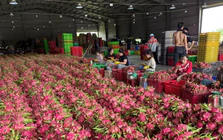 Giá thanh long 'lao dốc không phanh'