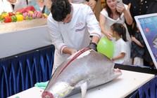 "Vua cá ngừ" 60kg vừa đáp chuyến bay từ Nhật Bản xuống Hà Nội: Giá khoảng 75 triệu đồng, đầu bếp dùng dao Nhật xẻ ngay trước thực khách