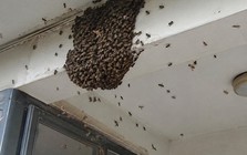 Đàn ong bay vào nhà nên làm gì đầu tiên?