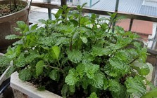 Lời khuyên đến tất cả các gia đình đang trồng cây bạc hà