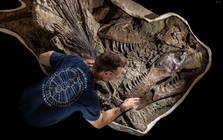 Khai quật dấu vết cực hiếm của khủng long T. rex sau 66 triệu năm