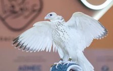 Con chim màu trắng được bán với giá gần 15 tỷ đồng