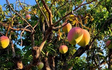 Lời khuyên đến tất cả các gia đình đang trồng cây xoài