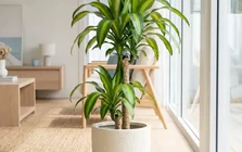 Lời khuyên đến tất cả các gia đình đang trồng cây thiết mộc lan
