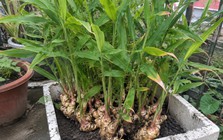 Cách trồng gừng tại nhà