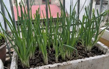 4 lợi ích khi trồng hành lá trong nhà
