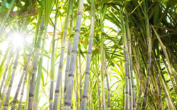 Phó Tổng Giám đốc thường trực TTC Sugar mua thêm 6 triệu cổ phiếu SBT