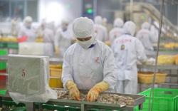 Chỉ 30 – 40% doanh nghiệp thủy sản có đủ năng lực để phục hồi sản xuất sau giãn cách
