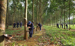 DRI tăng 133% từ đầu năm 2021, Cao su Đắk Lắk lấy ý kiến cổ đông về việc niêm yết trên HNX