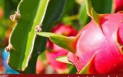 Trung Quốc tăng diện tích trồng thanh long, sầu riêng