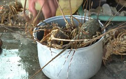 Bước đầu xác định tác nhân khiến tôm hùm bông chết bất thường ở huyện Vạn Ninh