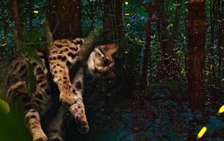 HOT: Vườn quốc gia Cúc Phương mở tour đêm đi ngắm đom đóm và xem động vật hoang dã giữa rừng