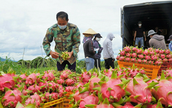 Châu Âu cảnh báo quan trọng về thanh long, đậu bắp Việt Nam
