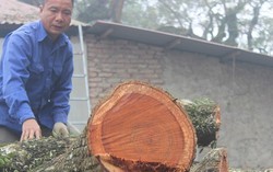 Hà Nội đấu giá lô gỗ sưa đỏ thu hơn 154 tỷ đồng