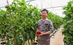 Chuyện Phó GĐ ca trực Nhà máy mỏ Quảng Ninh tha hương cầu thực, làm nên “cơ ngơi” khoai tây, chuối, cà chua… kiếm tiền tỷ