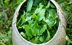 Loại cây là "kẻ thù nhà nông" lại được ví như cỏ thần, thế giới đánh giá cao