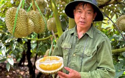 Sầu riêng sượng nước, nông dân bất lực nhìn giá rớt thảm