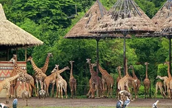 Sở Tài chính Hà Nội nói về dự án Safari Ba Vì