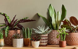 Trồng cây trong chậu "kỵ" nhất 7 sai lầm này - biết tránh thì cây xanh tốt quanh năm