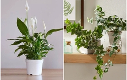 7 loại cây hút ẩm tốt thích hợp đặt trong phòng tắm