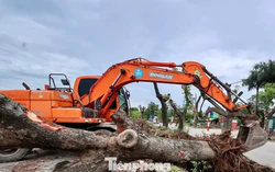 Di dời hàng xà cừ cổ thụ phục vụ dự án đường 70 hơn 3.370 tỷ đồng