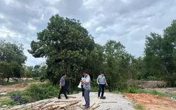 Thanh tra chỉ ra hàng trăm ha đất rừng tại Phú Quốc bị lấn chiếm