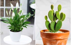 5 cây cảnh hút ẩm, khử mùi trong nhà hiệu quả