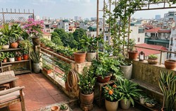 Lời khuyên khi đặt nhiều chậu cây trên ban công, sân thượng