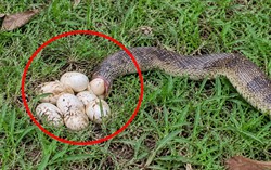 Thấy rắn đang đẻ ở vườn nhà nên làm gì đầu tiên?