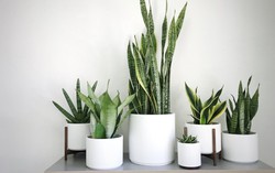 5 loại cây văn phòng giúp mắt đỡ mỏi khi nhìn màn hình máy tính