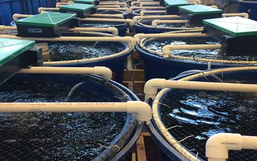 Việt Nam vừa đón tin vui cùng lúc từ cả Trung Quốc và Nhật Bản