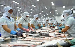 Xuất khẩu cá tra năm 2016: "Đừng quan tâm nhiều vào thị trường Mỹ"