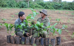 Cho vay tái canh cây cà phê tại các tỉnh Tây Nguyên