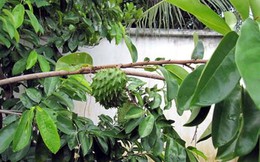 Mua bán nông sản lạ: Ai là người hưởng lợi?