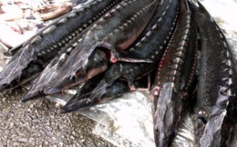 Lâm Đồng: Người nuôi cá tầm lao đao vì cá nhập lậu