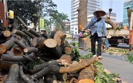Dự án thay thế cây xanh Hà Nội: “Không có tiêu cực, lợi ích nhóm”