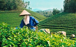 Diễn đàn Kinh tế mùa Thu: Nông nghiệp có “cửa” với Nhật Bản trong TPP?