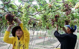 Ninh Thuận: Người trồng nho không có lãi