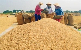 Phụ thuộc Trung Quốc, xuất khẩu gạo lĩnh đủ nóng-lạnh