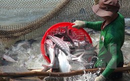 Mỹ ban hành quy định mới với nhà cung cấp cá da trơn Việt Nam