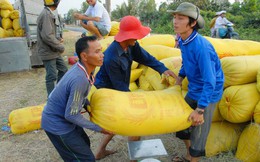 Gỡ thế bí cho gạo Việt