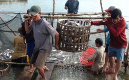 Nhiều nông dân đổ nợ với cá tra