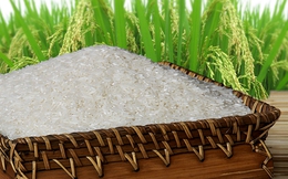 [Infographic] Vì sao xuất khẩu gạo liên tục rớt hạng?